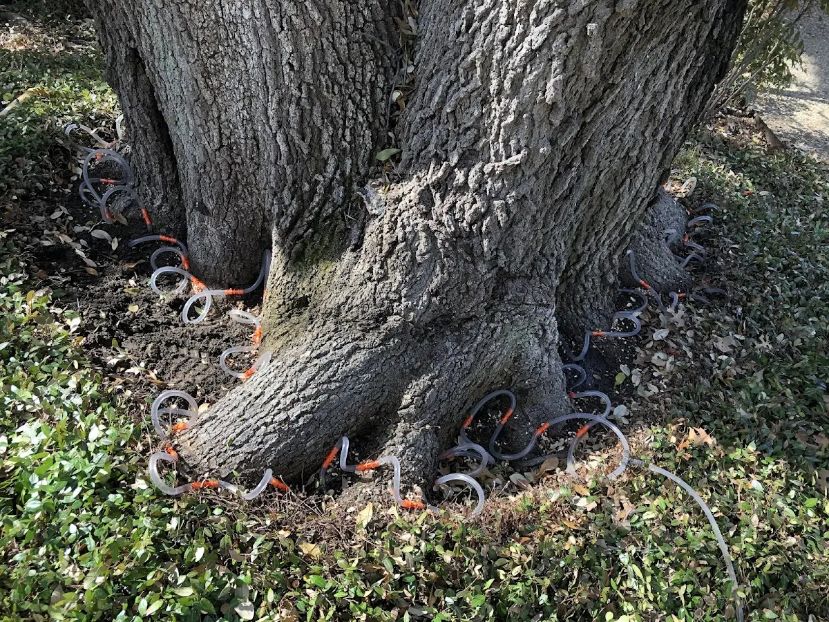 Detailed Tree Cabling and Bracing job site in Hoonah